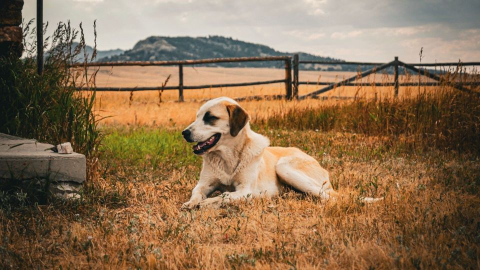 Anatolian Shepherd Dog
